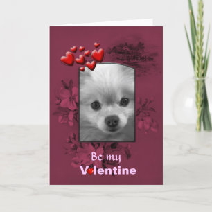 Cartes Pour Fêtes Annuelles Valentine Pomeranian avec grands yeux mignons