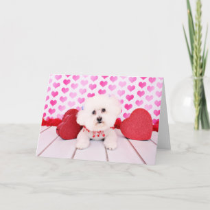 Cartes Pour Fêtes Annuelles Valentines - Bichon Frise - Lilly