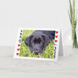 Cartes Pour Fêtes Annuelles Valentine's Day Labrador