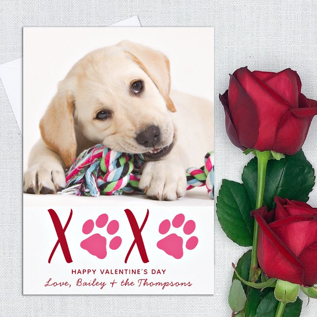 Cartes Pour Fêtes Annuelles Valentines Day XOXO Cute Pet Puppy Dog Photo (Créateur téléchargé)
