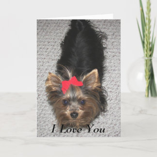 Cartes Pour Fêtes Annuelles Valentines Day - Yorkie Je vous aime