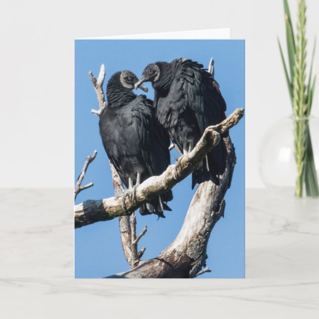 Cartes Pour Fêtes Annuelles Vautour Valentine (Devant)