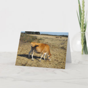 Cartes Pour Fêtes Annuelles Veau Jersey