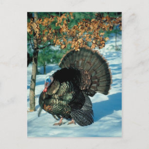 Cartes Pour Fêtes Annuelles Véritable Turquie Forêt neigeuse Noël Noël Fêtes