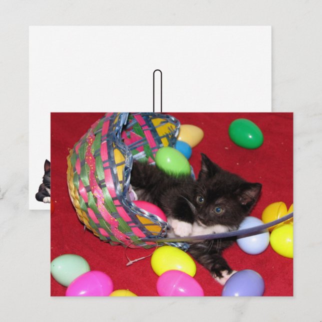 Cartes Pour Fêtes Annuelles Versace's Pâques Chat /Kitten (Devant / Derrière)