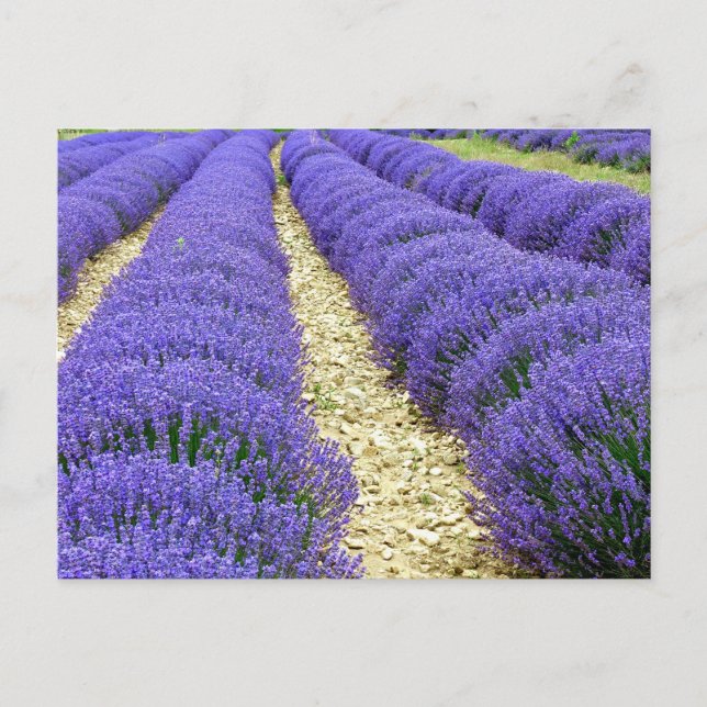 Cartes Pour Fêtes Annuelles View of lavender fields in the Drôme provencale  (Devant)