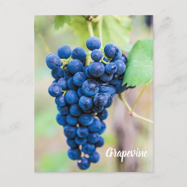 Cartes Pour Fêtes Annuelles Vigne de raisin pour vin et vigneron cadeau (Devant)