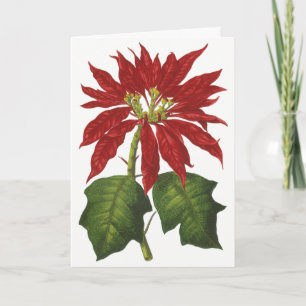 Cartes Pour Fêtes Annuelles Vintage Noël, Rouge Poinsettia Plante d'hiver