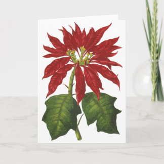 Cartes Pour Fêtes Annuelles Vintage Noël, Rouge Poinsettia Plante d'hiver