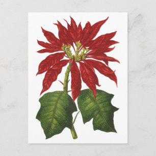 Cartes Pour Fêtes Annuelles Vintage Noël, Rouge Poinsettia Plante d'hiver