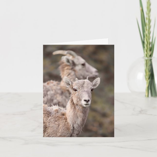 Cartes Pour Fêtes Annuelles Watching Ewe - 4" x 5.6" Notecard (Devant)