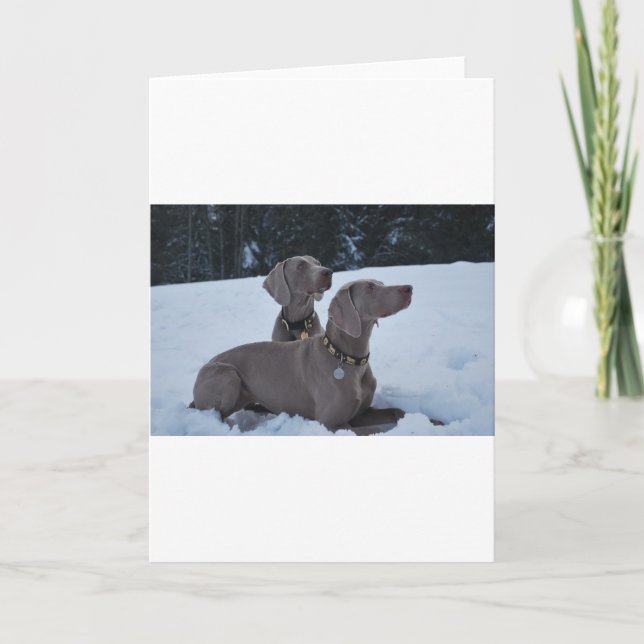 Cartes Pour Fêtes Annuelles Weimeraner dans la neige (Devant)