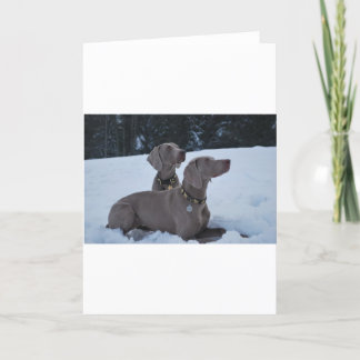 Cartes Pour Fêtes Annuelles Weimeraner dans la neige