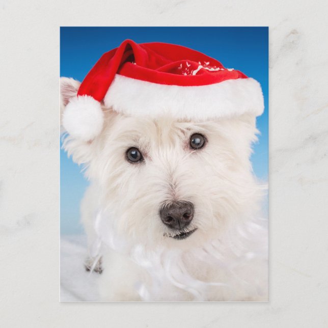 Cartes Pour Fêtes Annuelles Westie avec chapeau et barbe de Père Noël (Devant)
