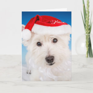 Cartes Pour Fêtes Annuelles Westie avec le chapeau et la barbe du Père Noël