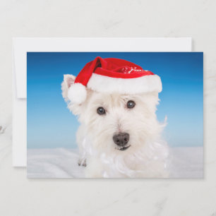 Cartes Pour Fêtes Annuelles Westie avec le chapeau et la barbe du Père Noël