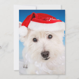 Cartes Pour Fêtes Annuelles Westie avec le chapeau et la barbe du Père Noël