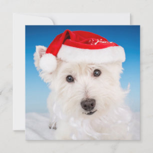 Cartes Pour Fêtes Annuelles Westie avec le chapeau et la barbe du Père Noël
