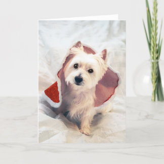 Cartes Pour Fêtes Annuelles Westie Claus