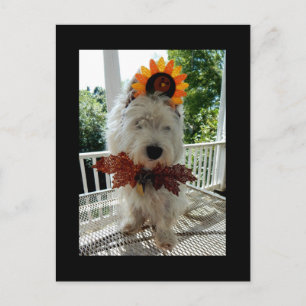 Cartes Pour Fêtes Annuelles Westie Thanksgiving Turkey Bowtie