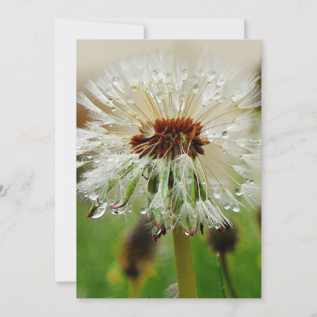 Cartes Pour Fêtes Annuelles Wet Dandelion (Devant)