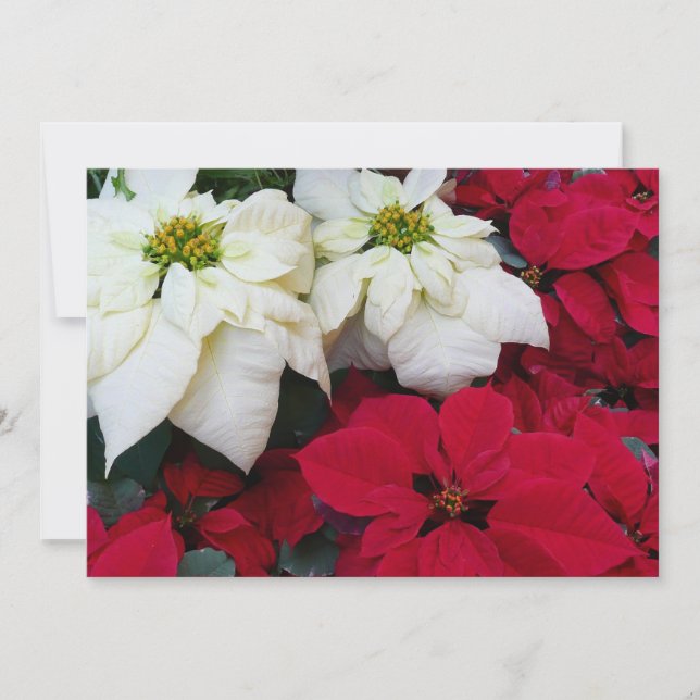 Cartes Pour Fêtes Annuelles White and Red Poinsettias (Devant)