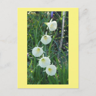 Cartes Pour Fêtes Annuelles White Daffodils Arctic Bells DIY Postcard