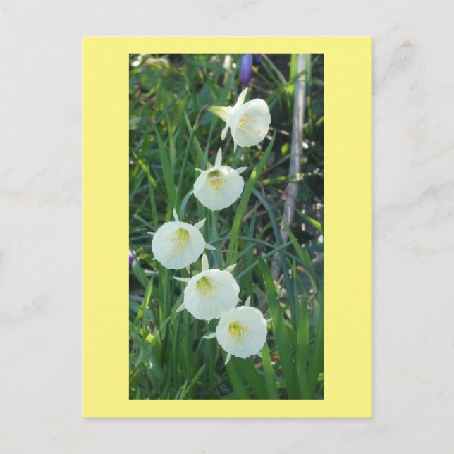 Cartes Pour Fêtes Annuelles White Daffodils Arctic Bells DIY Postcard (Devant)