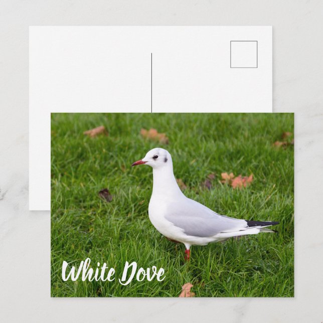 Cartes Pour Fêtes Annuelles White Dove for bird and Pigeon lover cadeau (Devant / Derrière)