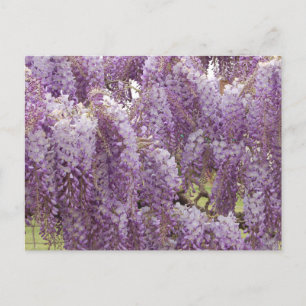 Cartes Pour Fêtes Annuelles Wisteria on the facades of houses in the Gers