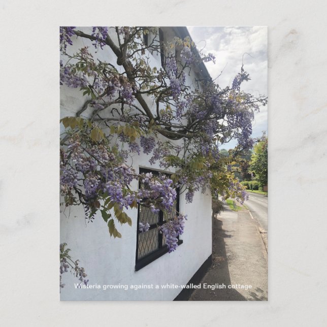 Cartes Pour Fêtes Annuelles Wisteria poussant contre une maison blanche (Devant)