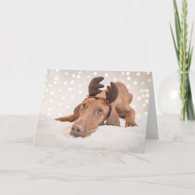 Cartes Pour Fêtes Annuelles Xmas Card/Christmas Card « Magyar Vizsla " (Devant)