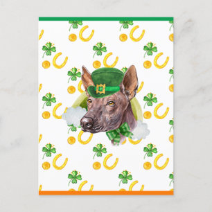 Cartes Pour Fêtes Annuelles Xoloitzcuintle Shamrock Saint-Patricks