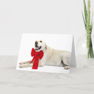 Cartes Pour Fêtes Annuelles Yellow lab Christmas