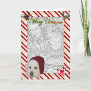 Cartes Pour Fêtes Annuelles Yellow Lab Christmas Template Card
