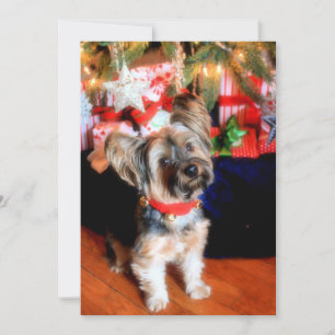 Cartes Pour Fêtes Annuelles Yorkshire Terrier en col-cloche avec Noël