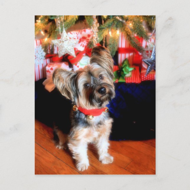 Cartes Pour Fêtes Annuelles Yorkshire Terrier en col-cloche avec Noël (Devant)