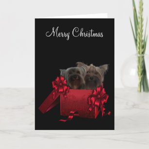 Cartes Pour Fêtes Annuelles Yorkshire Terrier Noël
