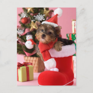 Cartes Pour Fêtes Annuelles Yorkshire Terrier Puppy and Christmas