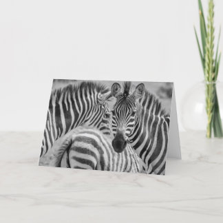 Cartes Pour Fêtes Annuelles Zèbres, Afrique du Sud
