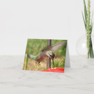Cartes pour notes de colibris frappants