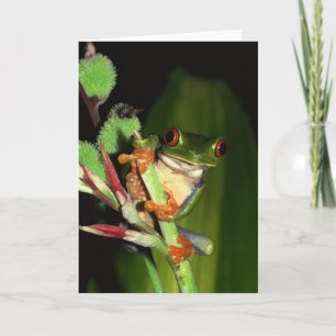Cartes pour notes de grenouille