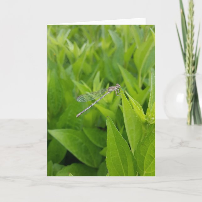 Cartes pour notes de libellules d'argent (vierge à (Devant)