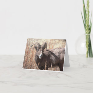 Cartes pour notes de mouflons d'Amérique