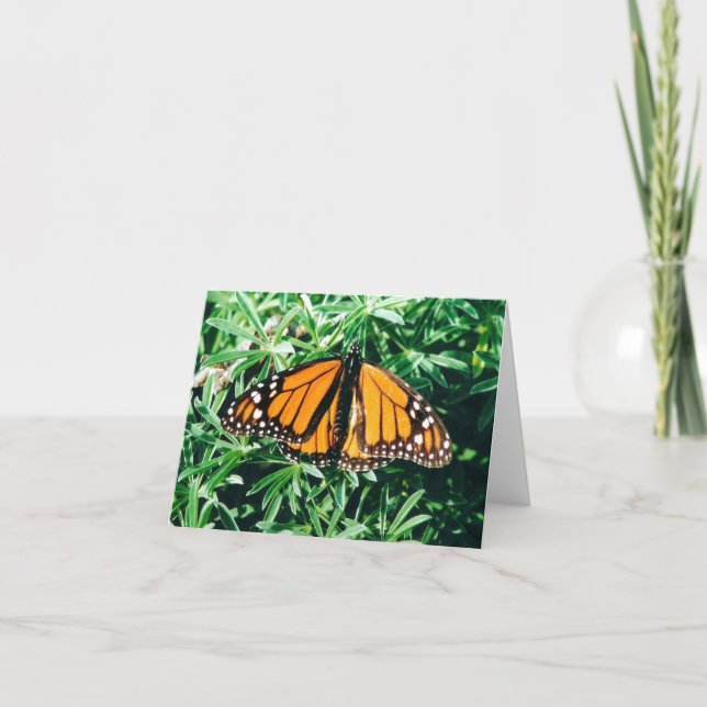 Cartes pour notes de papillon (Devant)