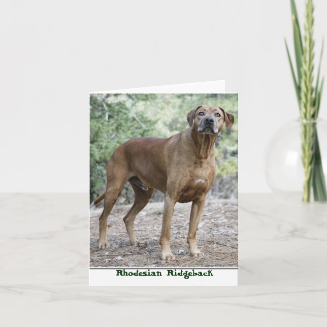Cartes pour notes de Rhodesian Ridgeback (Devant)