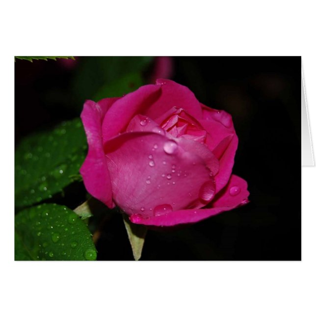 Cartes rose Dewy (Devant horizontal)