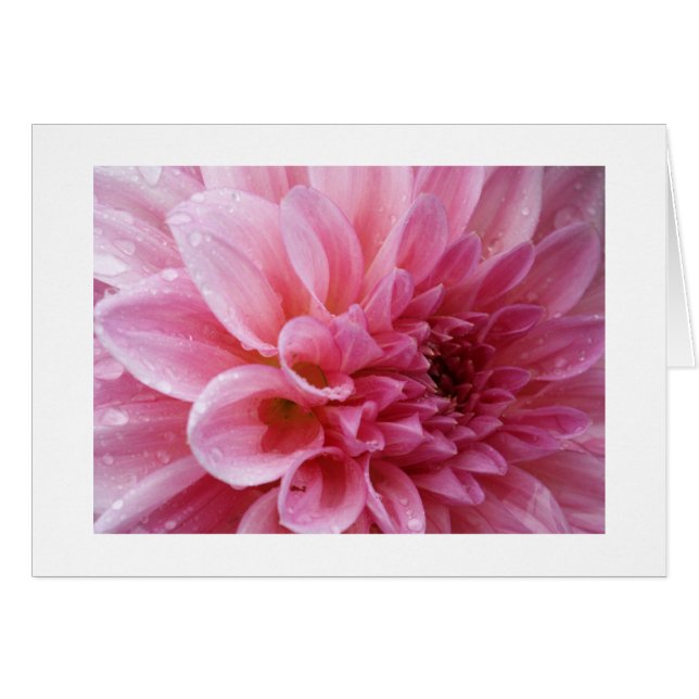 Cartes roses de chrysanthème (Devant horizontal)