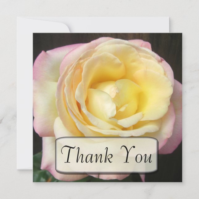 Cartes roses de Merci de paix (Devant)