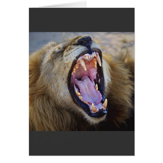 Cartes safari pour la faune Lion Snarling (Devant)